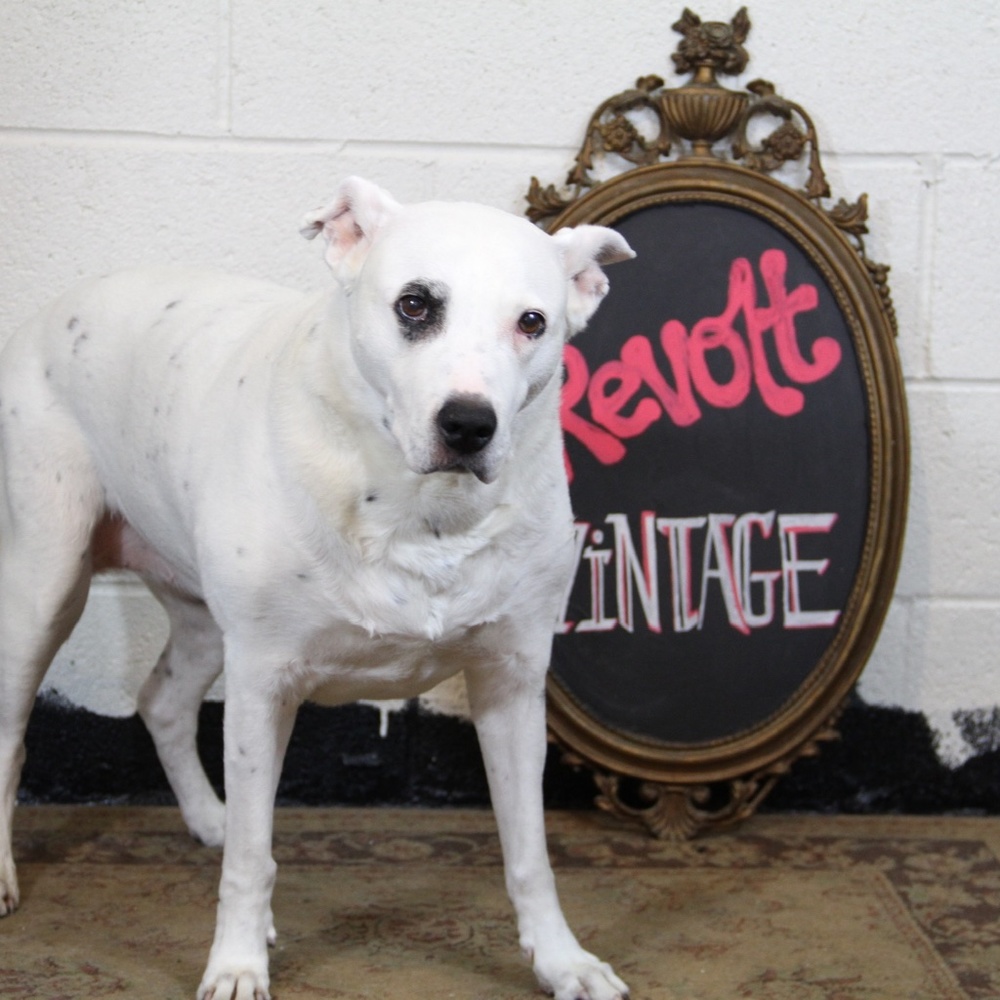 Meet your Posher, Andrea